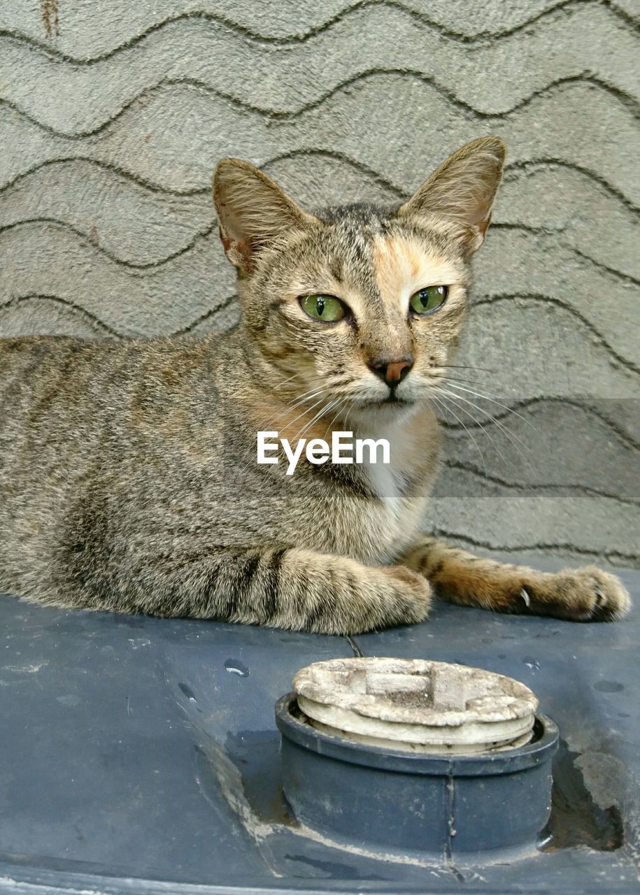 CLOSE-UP PORTRAIT OF CAT SITTING ON FLOOR