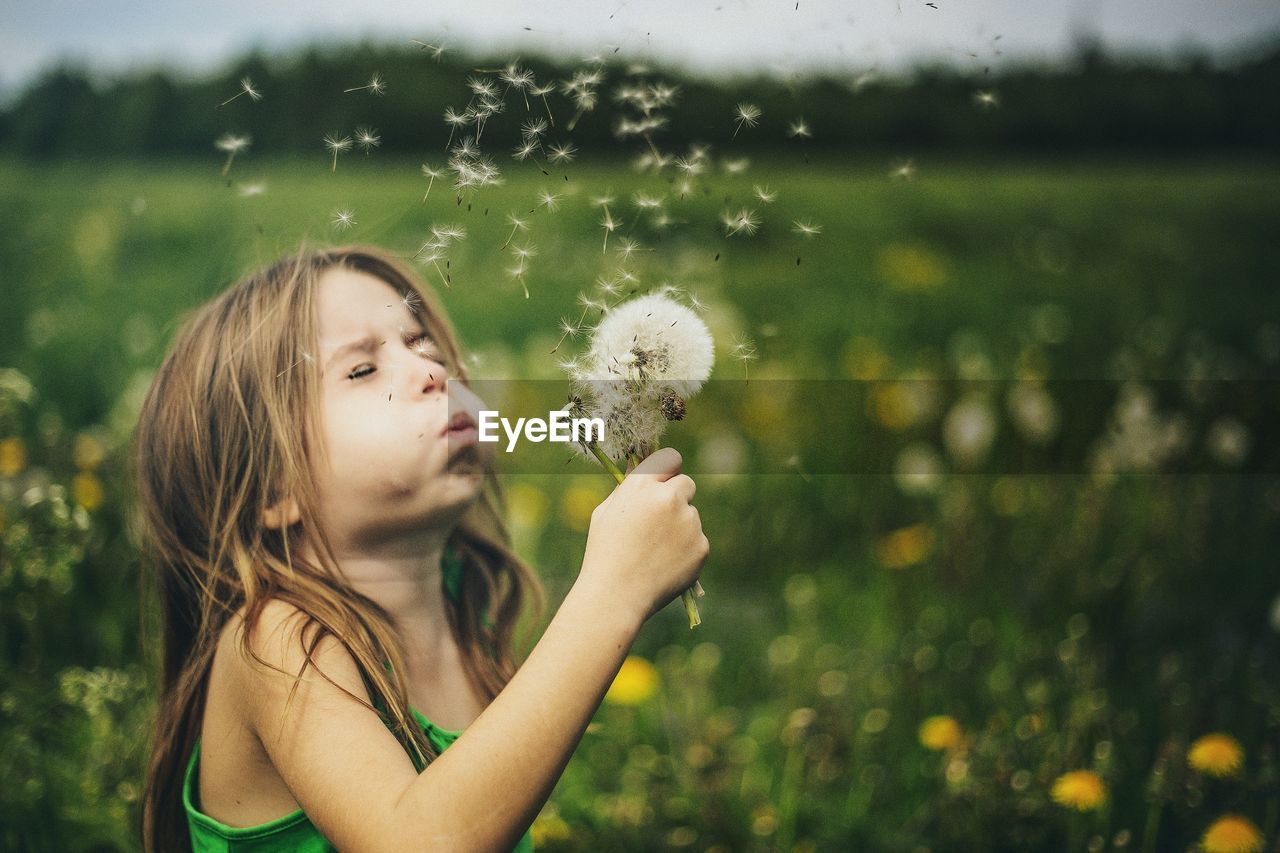 Cute little girl is blowing on fluffy dandelion