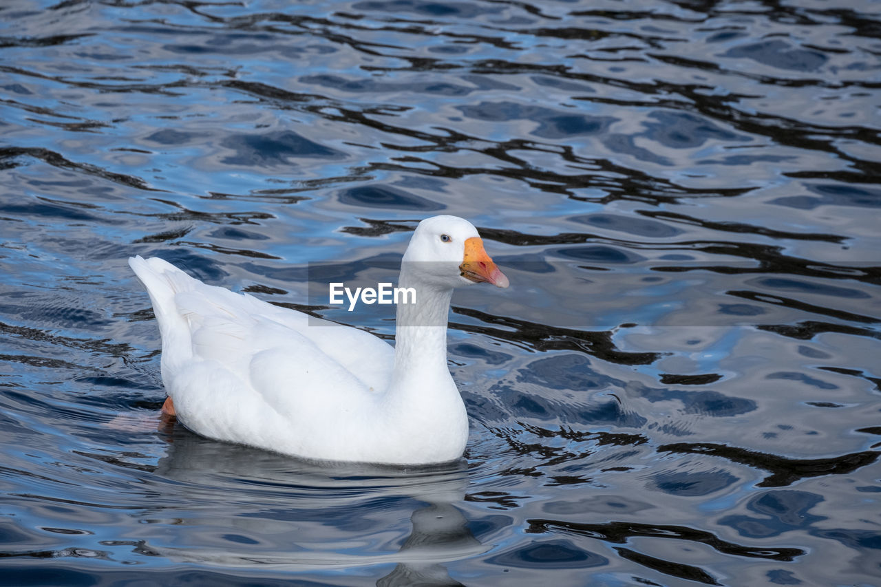 HIGH ANGLE VIEW OF SWAN SWIMMING ON LAKE