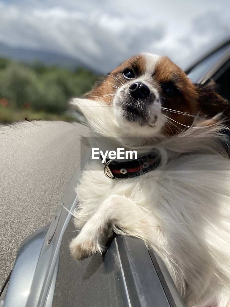 PORTRAIT OF DOG WITH CAR