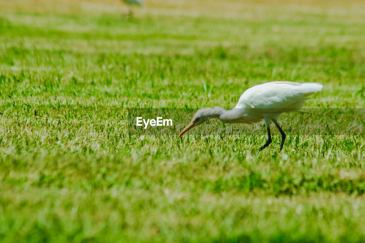 WHITE BIRD ON GRASS