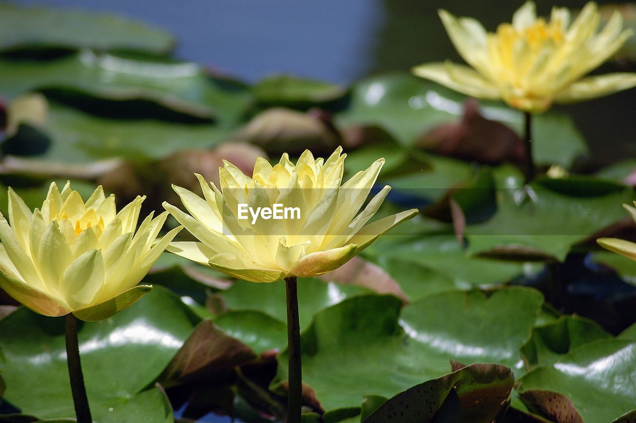 Close-up of yellow water lily