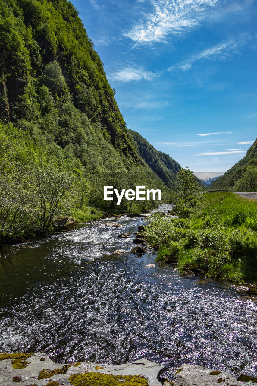 Scenic view of stream amidst trees in forest against sky