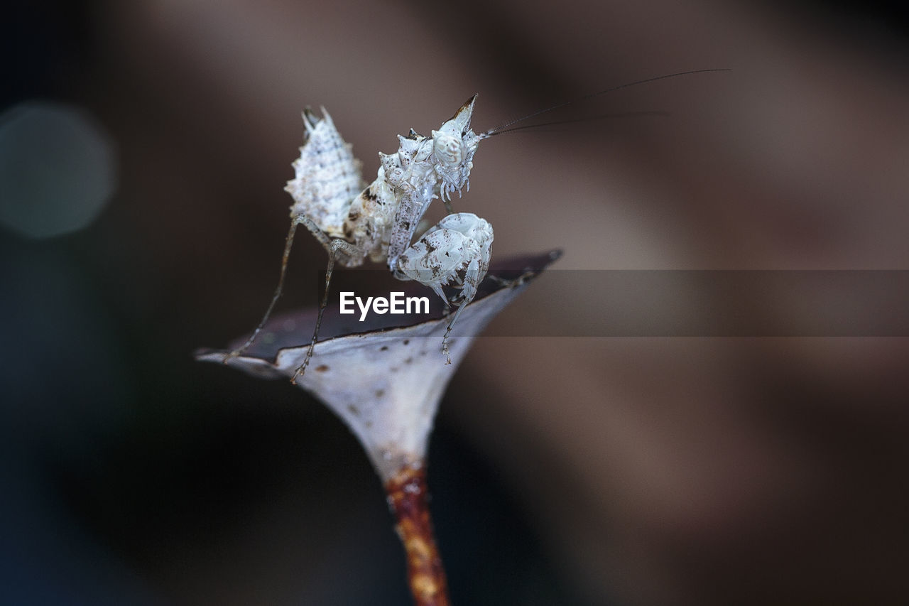 Close-up of unicorn mantis on plant