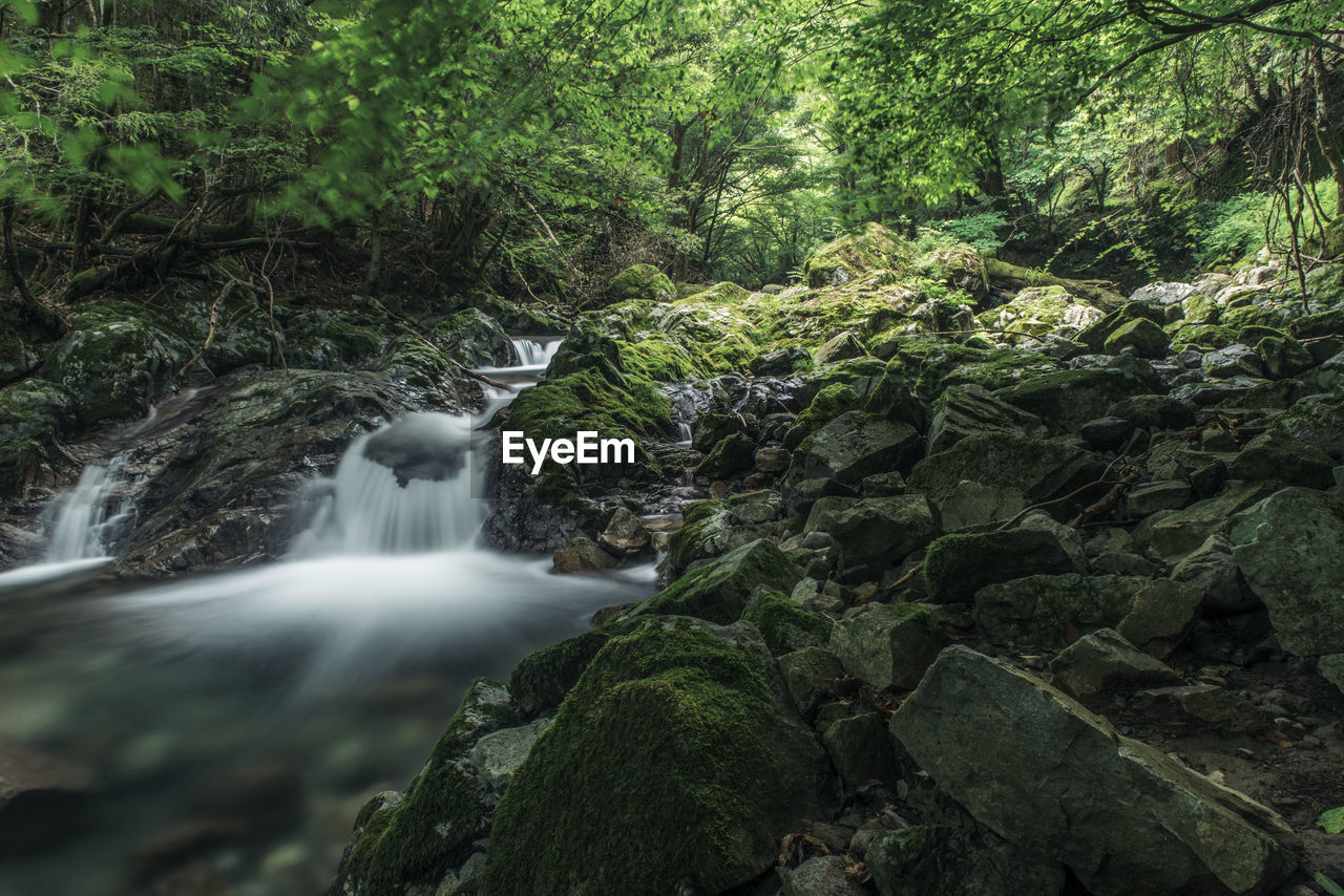 Scenic view of waterfall in forest