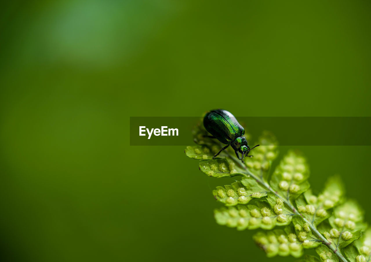 Close-up of insect on leaf