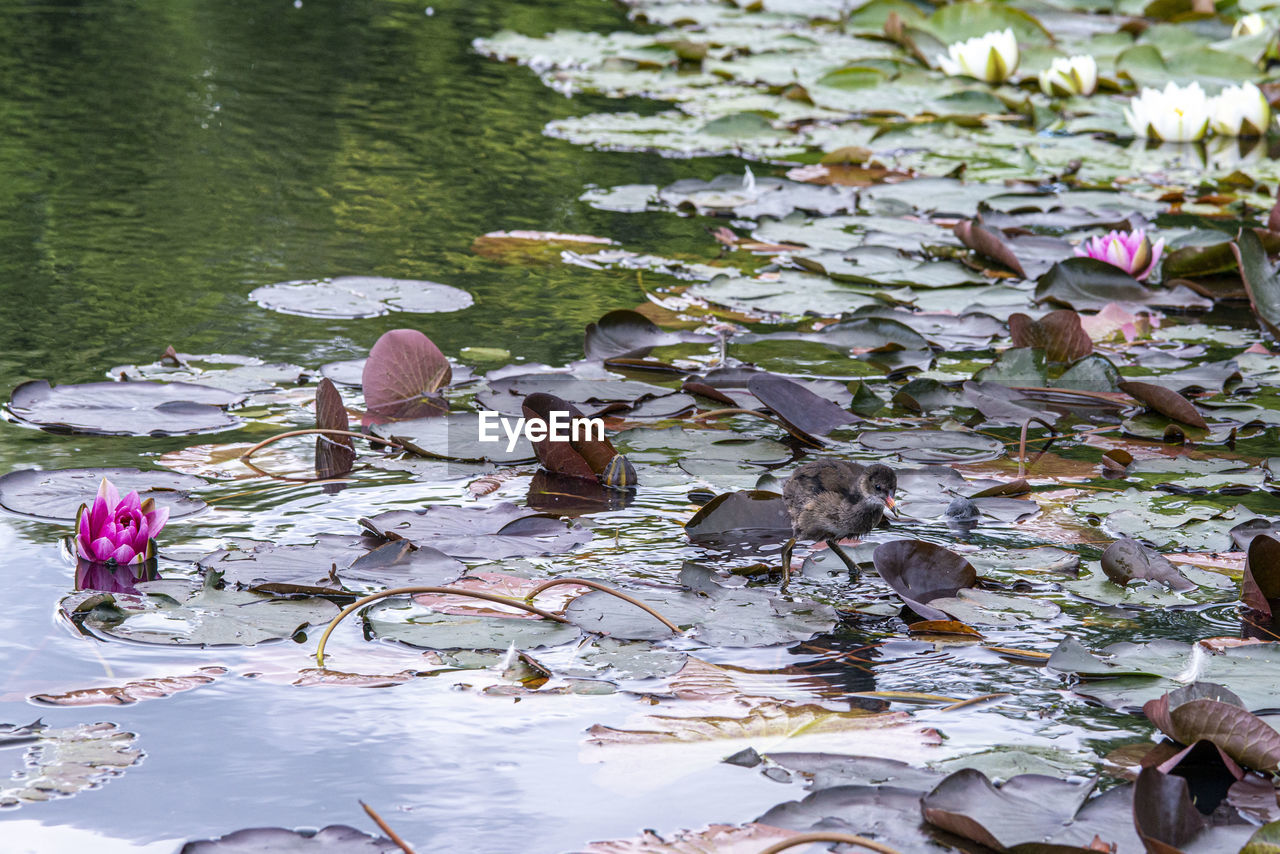 WATER LILIES IN LAKE