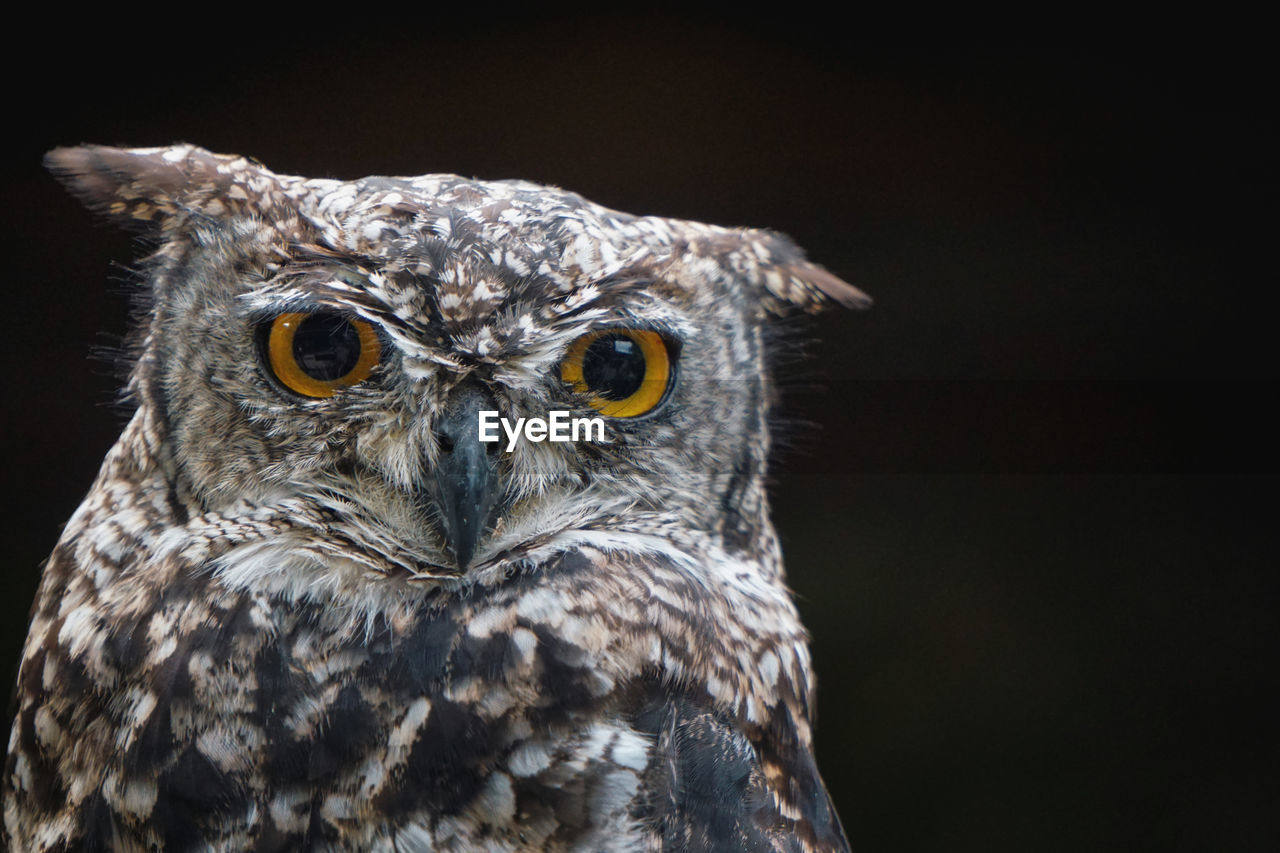 CLOSE-UP PORTRAIT OF EAGLE