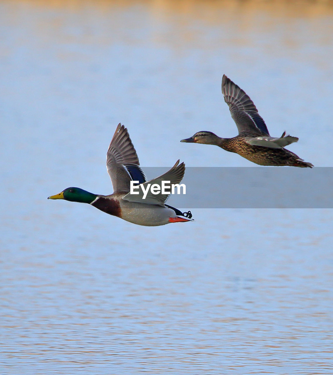 Mallard ducks flying over lake