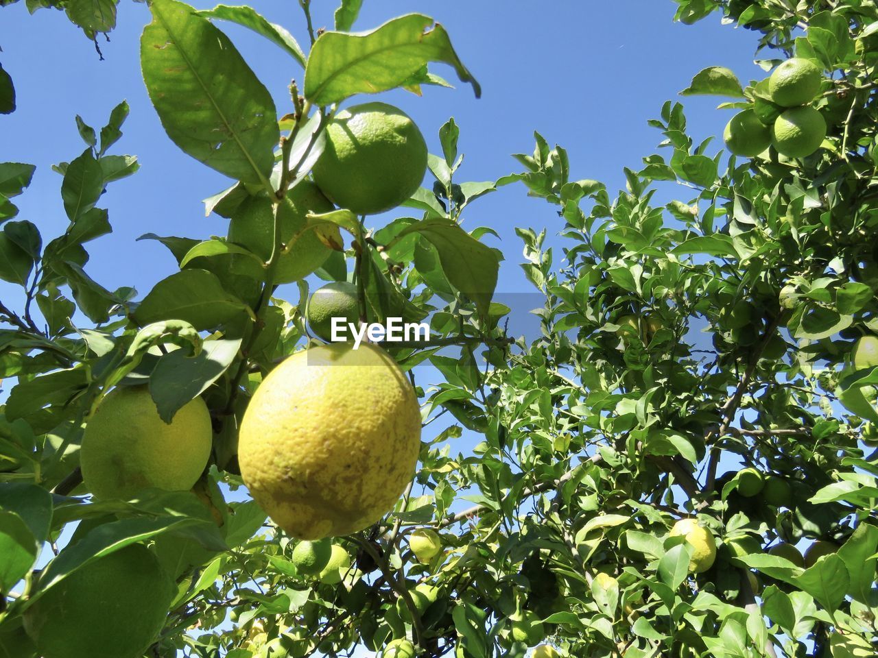 LOW ANGLE VIEW OF FRUITS ON TREE