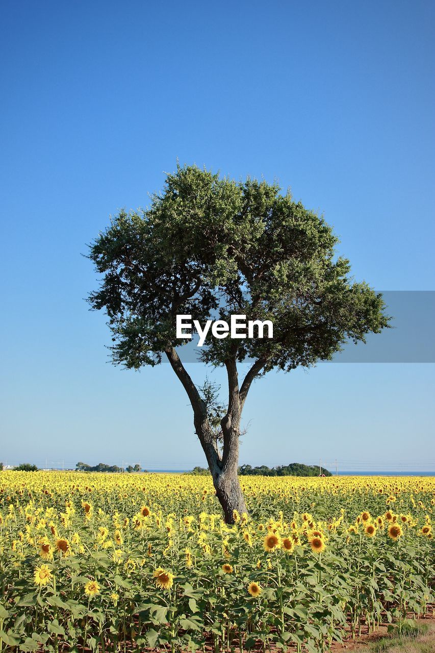 SCENIC VIEW OF SUNFLOWER FIELD AGAINST CLEAR BLUE SKY