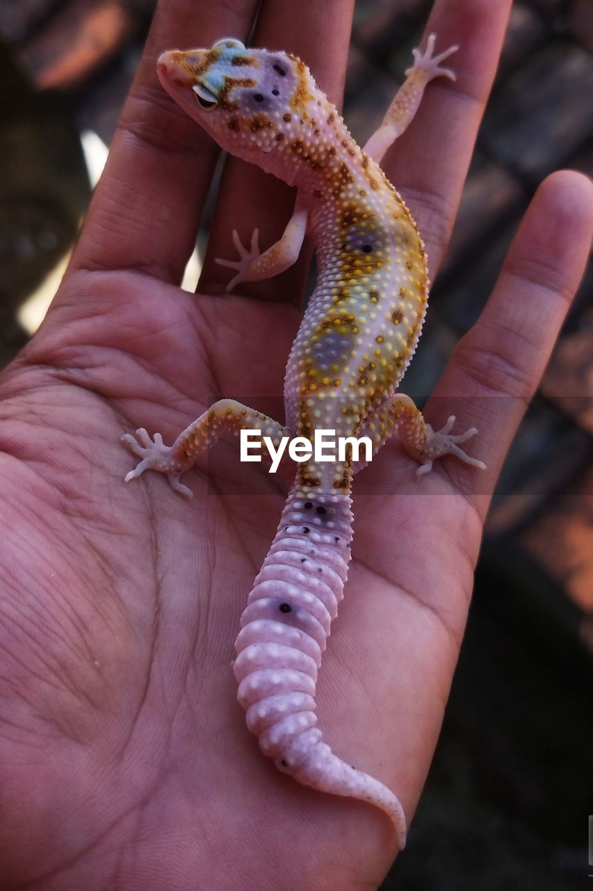 hand, animal themes, animal, one animal, animal wildlife, reptile, lizard, one person, holding, wildlife, close-up, gecko, focus on foreground, finger, outdoors, day, nature, adult