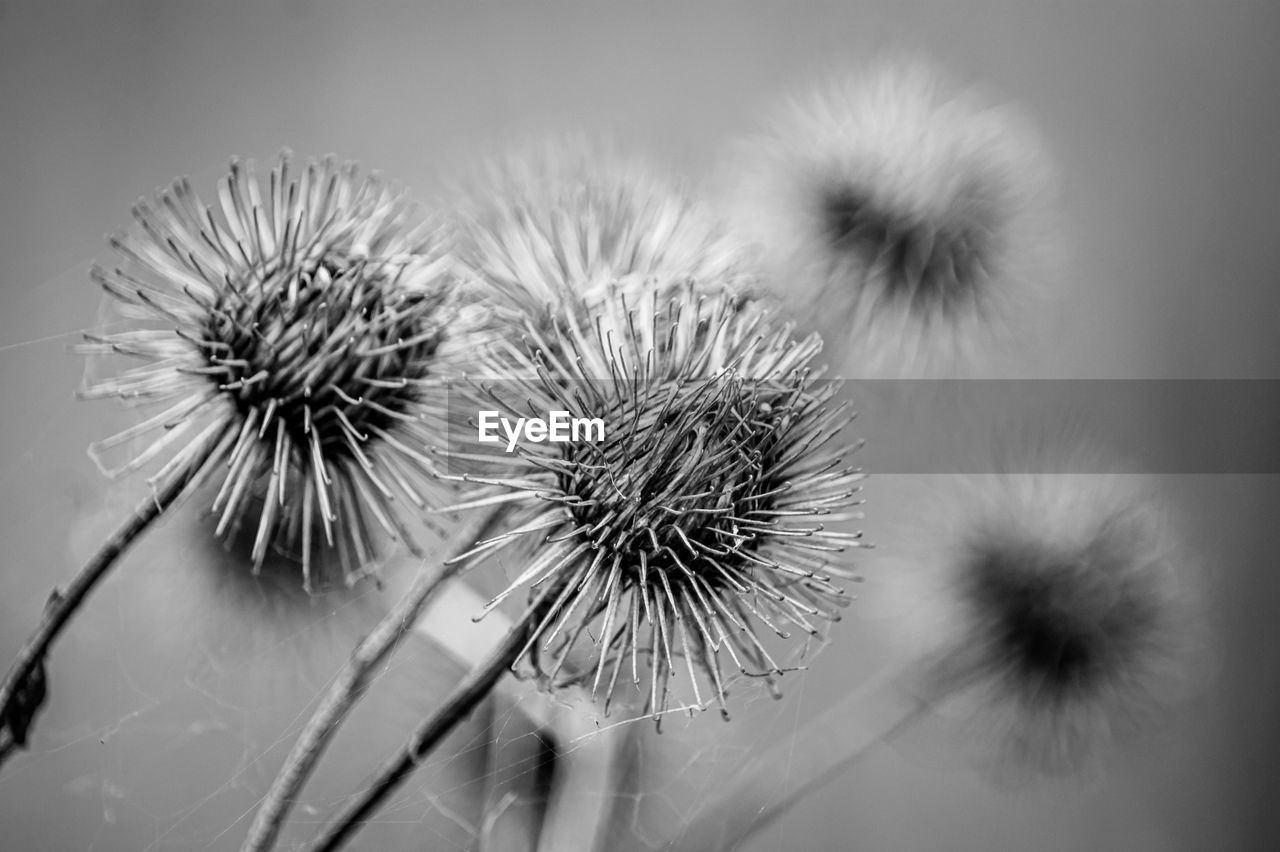 Close-up of thistles in black and white 