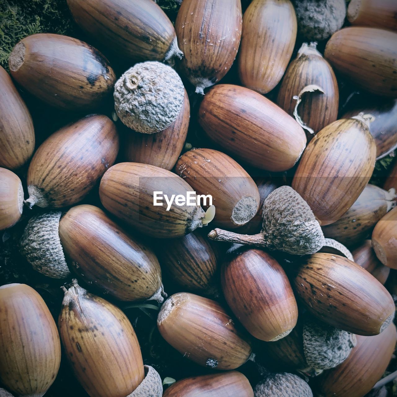 Full frame shot of acorns for sale