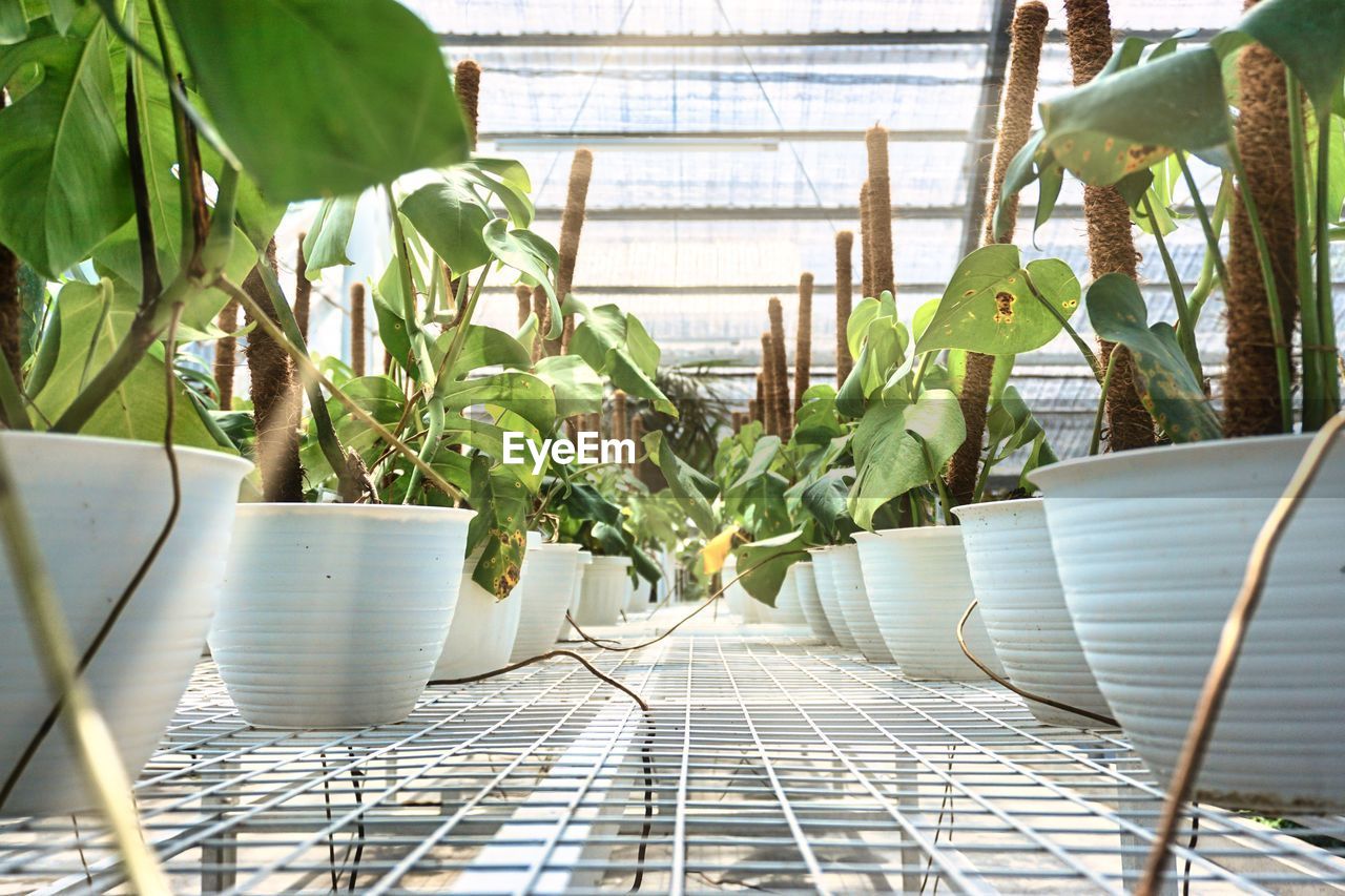 Monstera nursery in indonesia