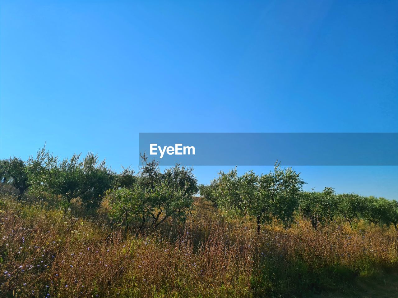 PLANTS GROWING ON FIELD AGAINST CLEAR BLUE SKY