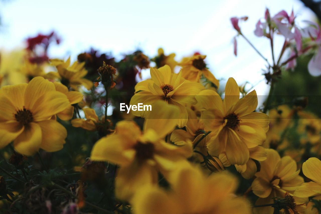 Close-up of yellow flower