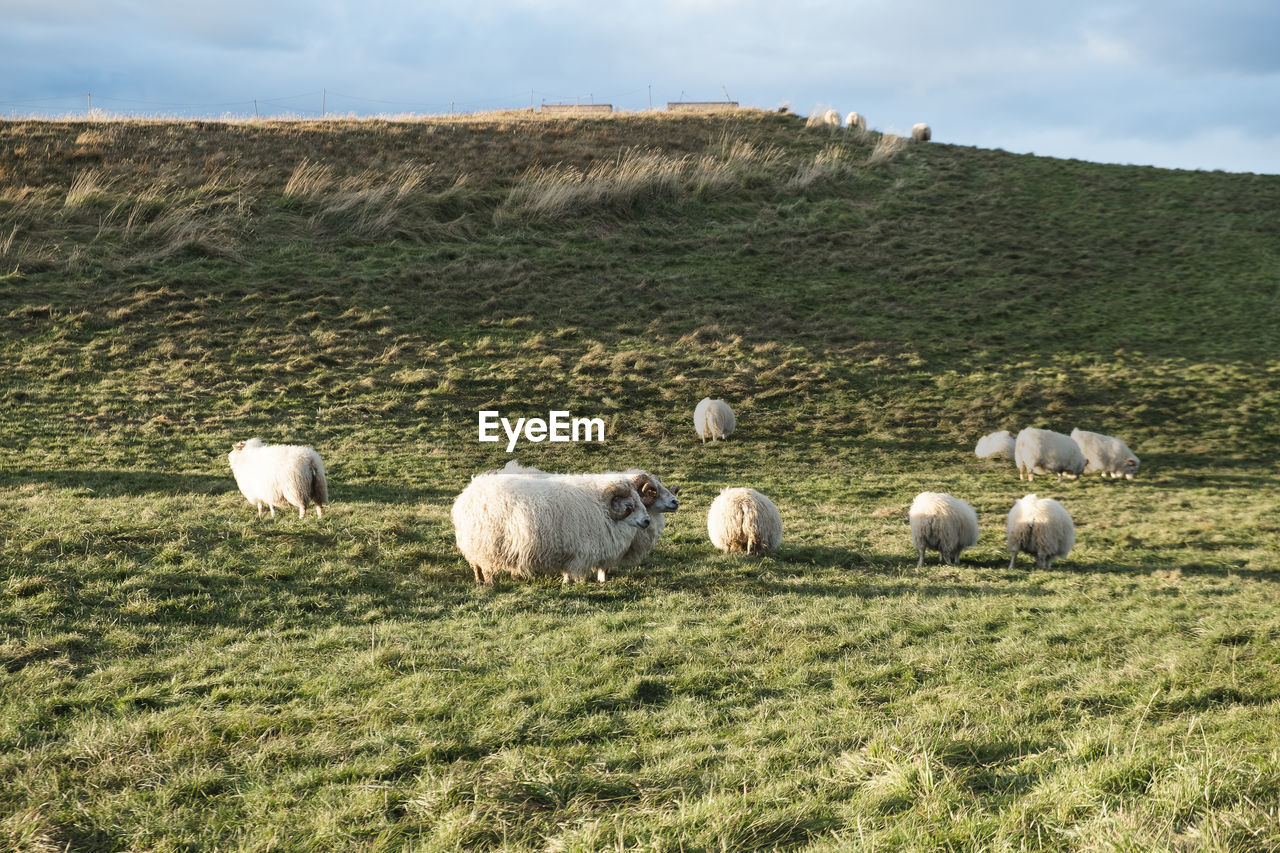 Icelandic sheep in a field, at the golden hour 