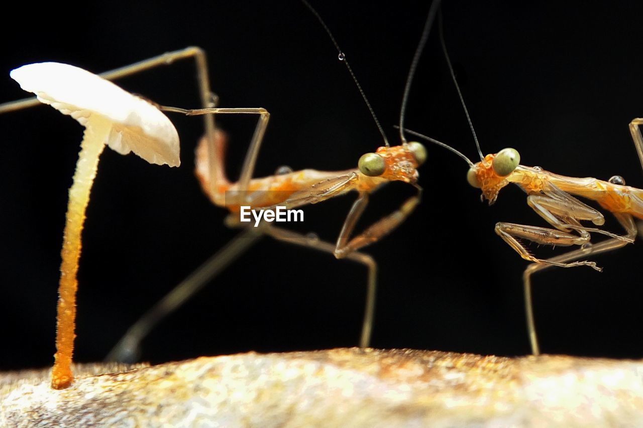 Close-up of insects