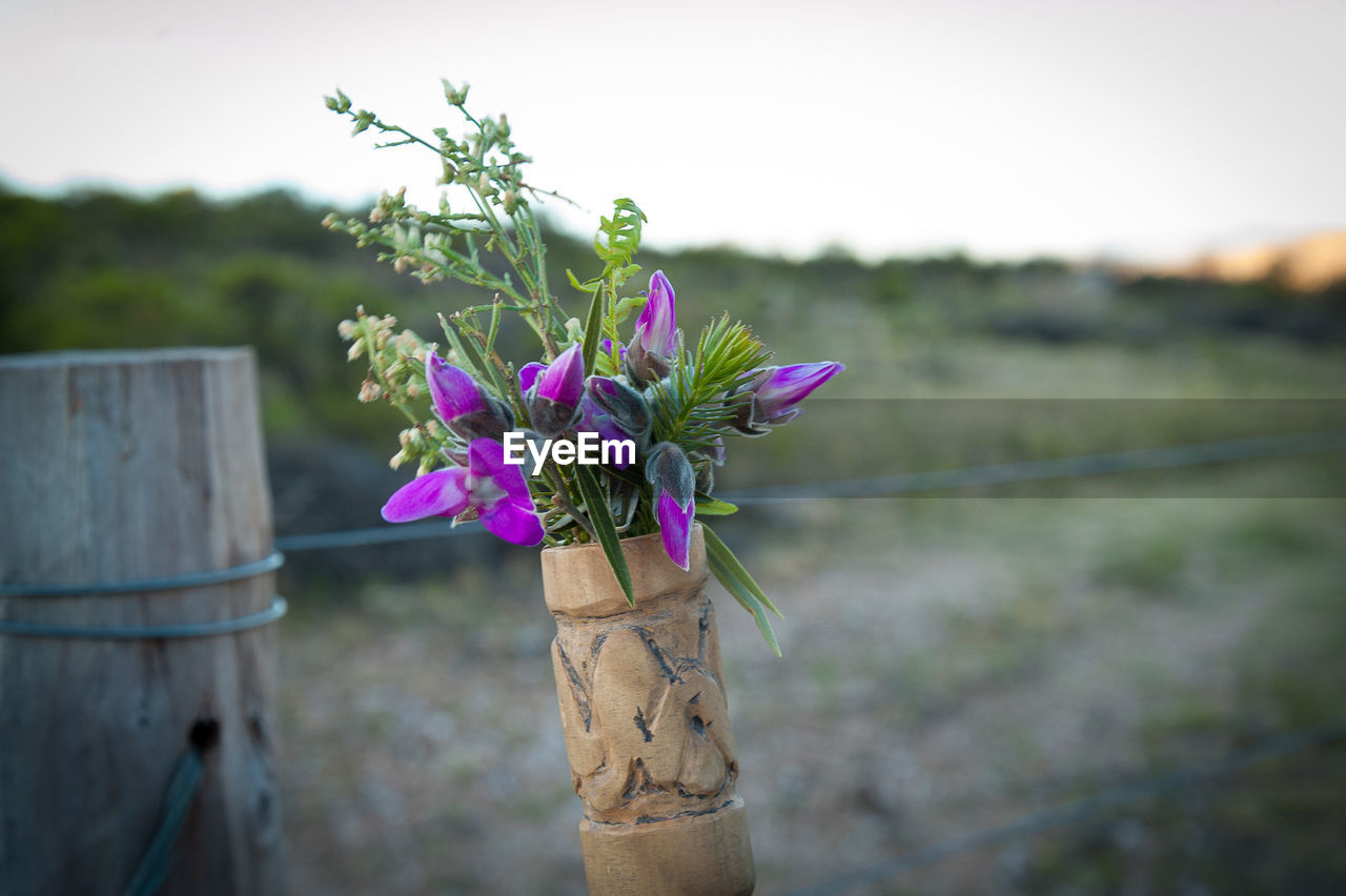 CLOSE-UP OF PINK FLOWERING PLANT ON WOODEN POSTS