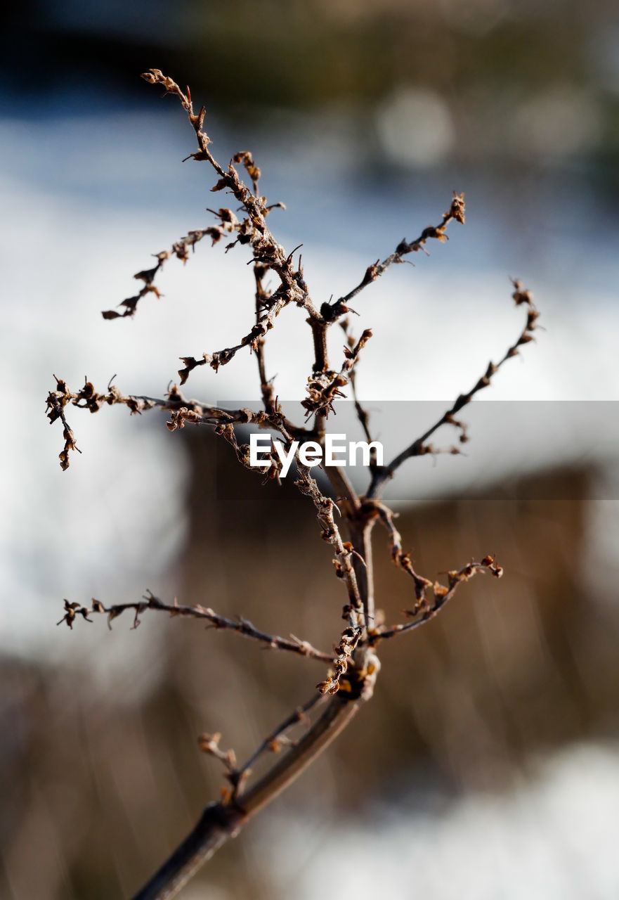 Close-up of snow on plant