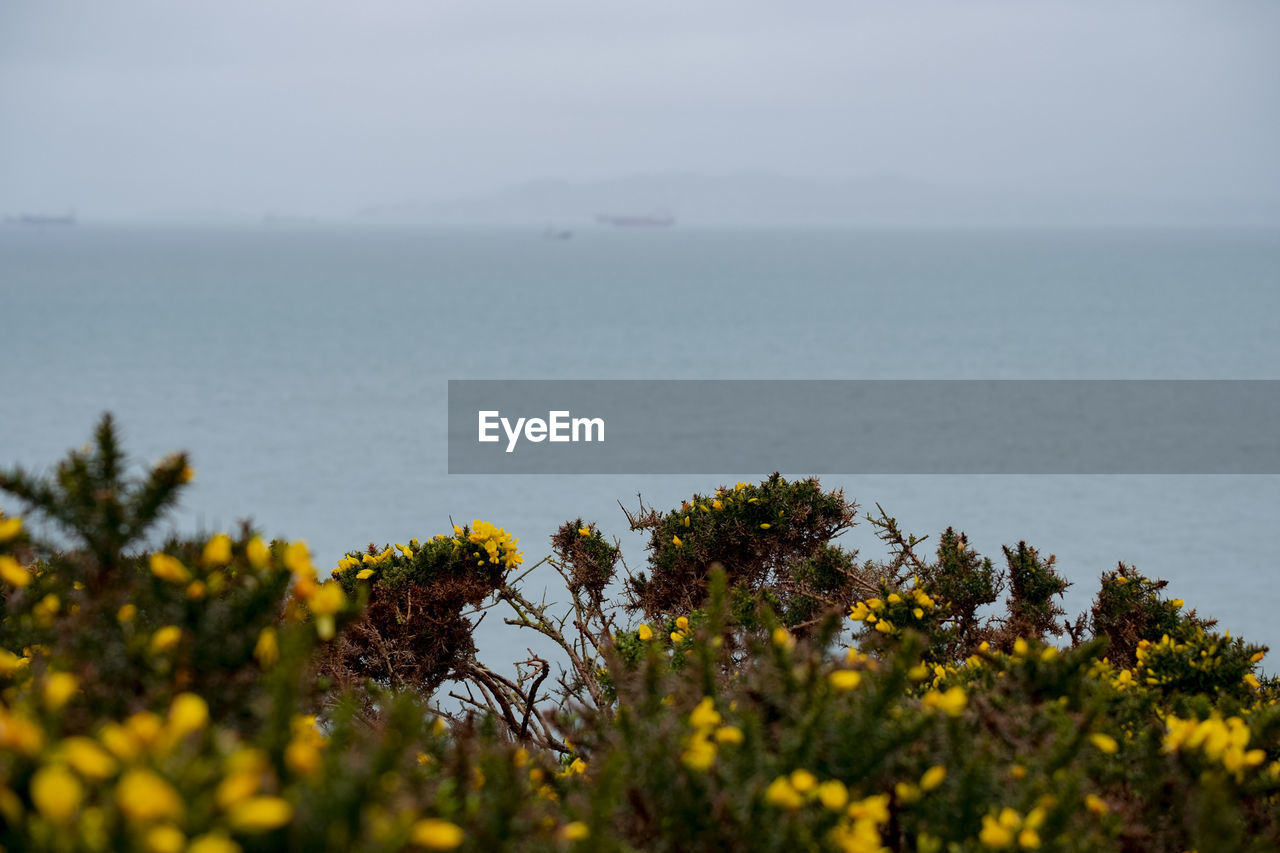 Yellow flowering plants by sea against sky