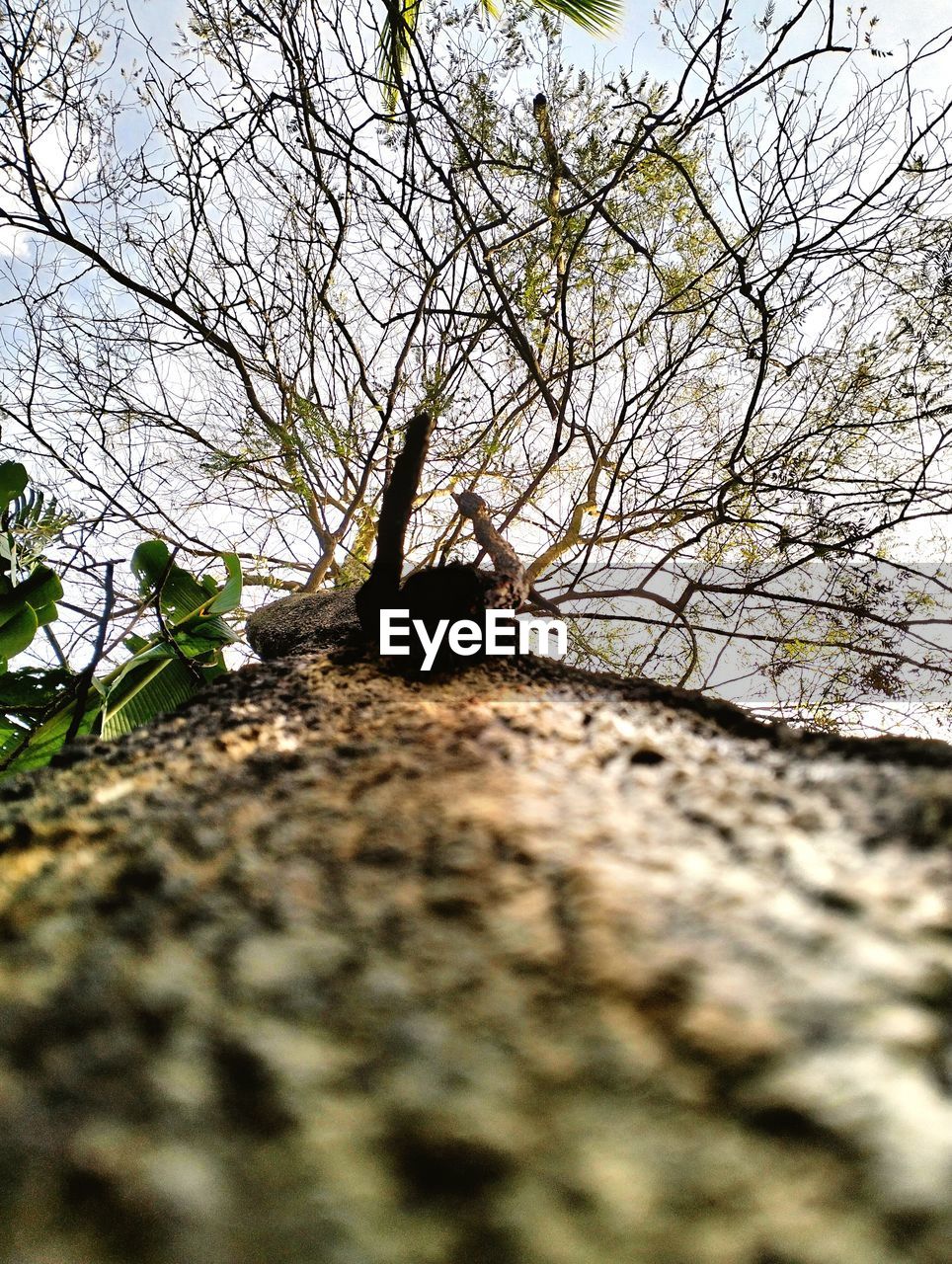 tree, plant, nature, flower, branch, leaf, no people, sky, sunlight, day, bare tree, growth, low angle view, beauty in nature, outdoors, autumn, selective focus, tranquility, green, tree trunk, land, trunk, blossom, grass