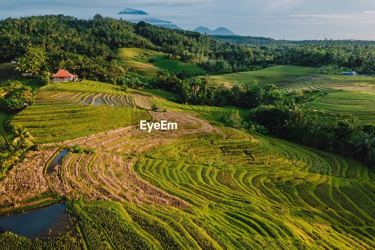 scenic view of agricultural field against mountain