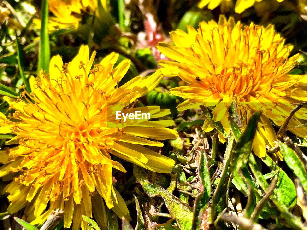 Close up of yellow flowers