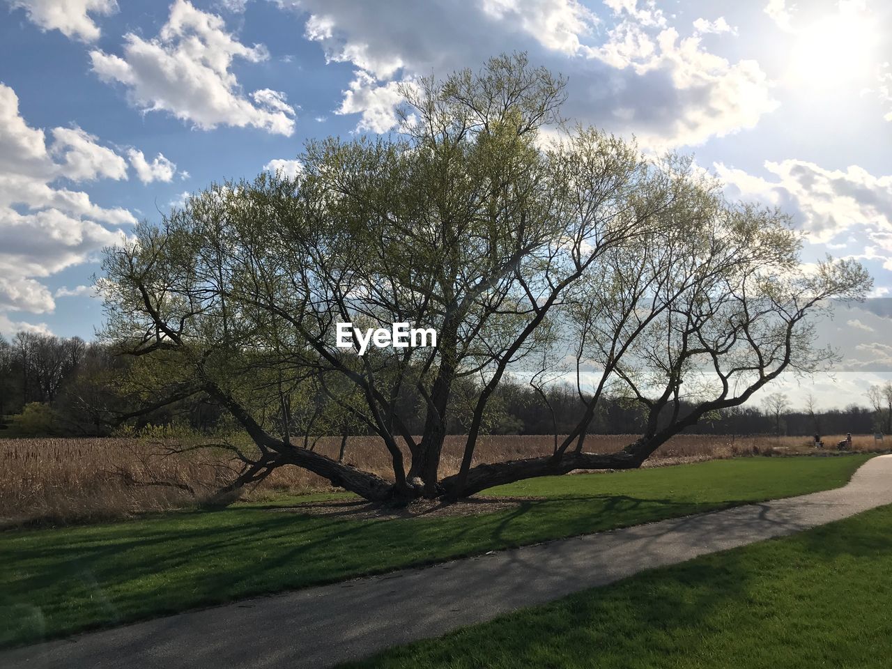 VIEW OF BARE TREES ON FIELD