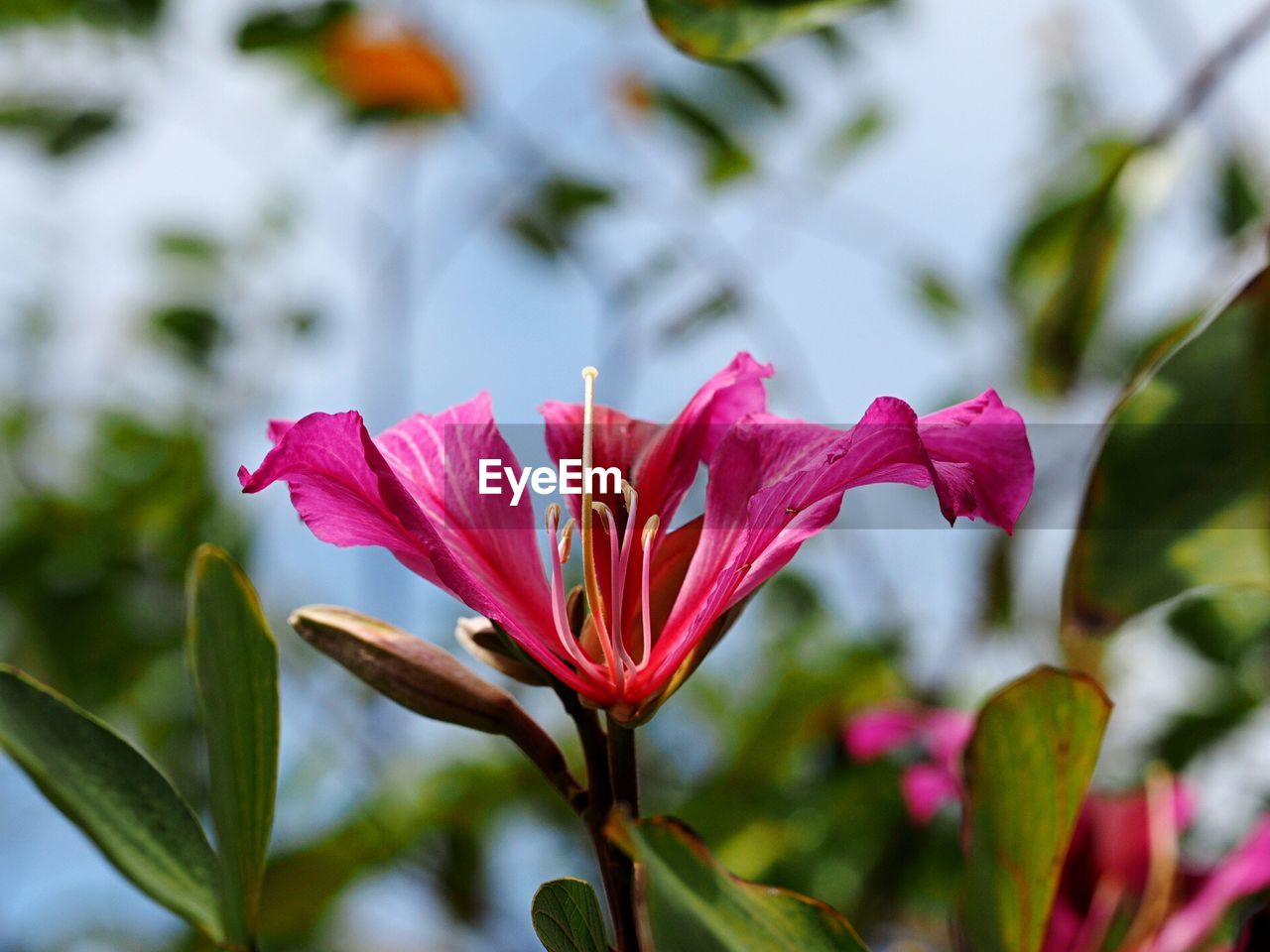 CLOSE-UP OF FLOWER BLOOMING