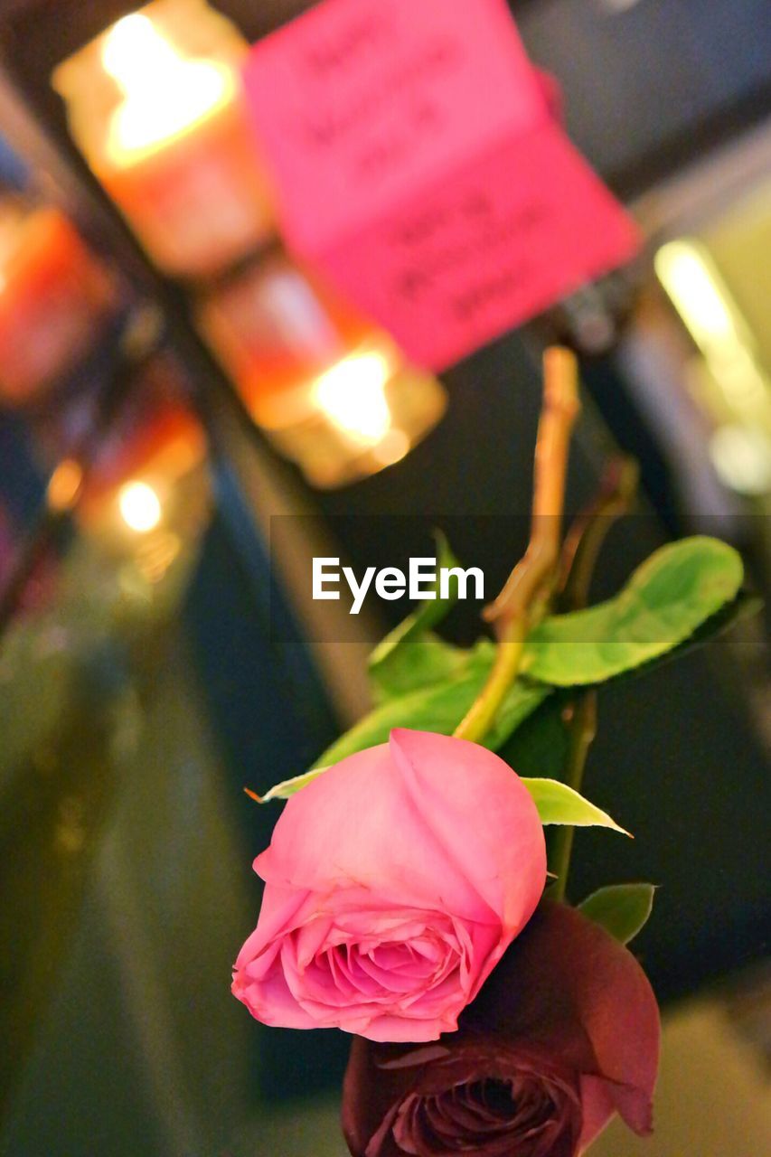 CLOSE-UP OF PINK FLOWERS IN DARKROOM