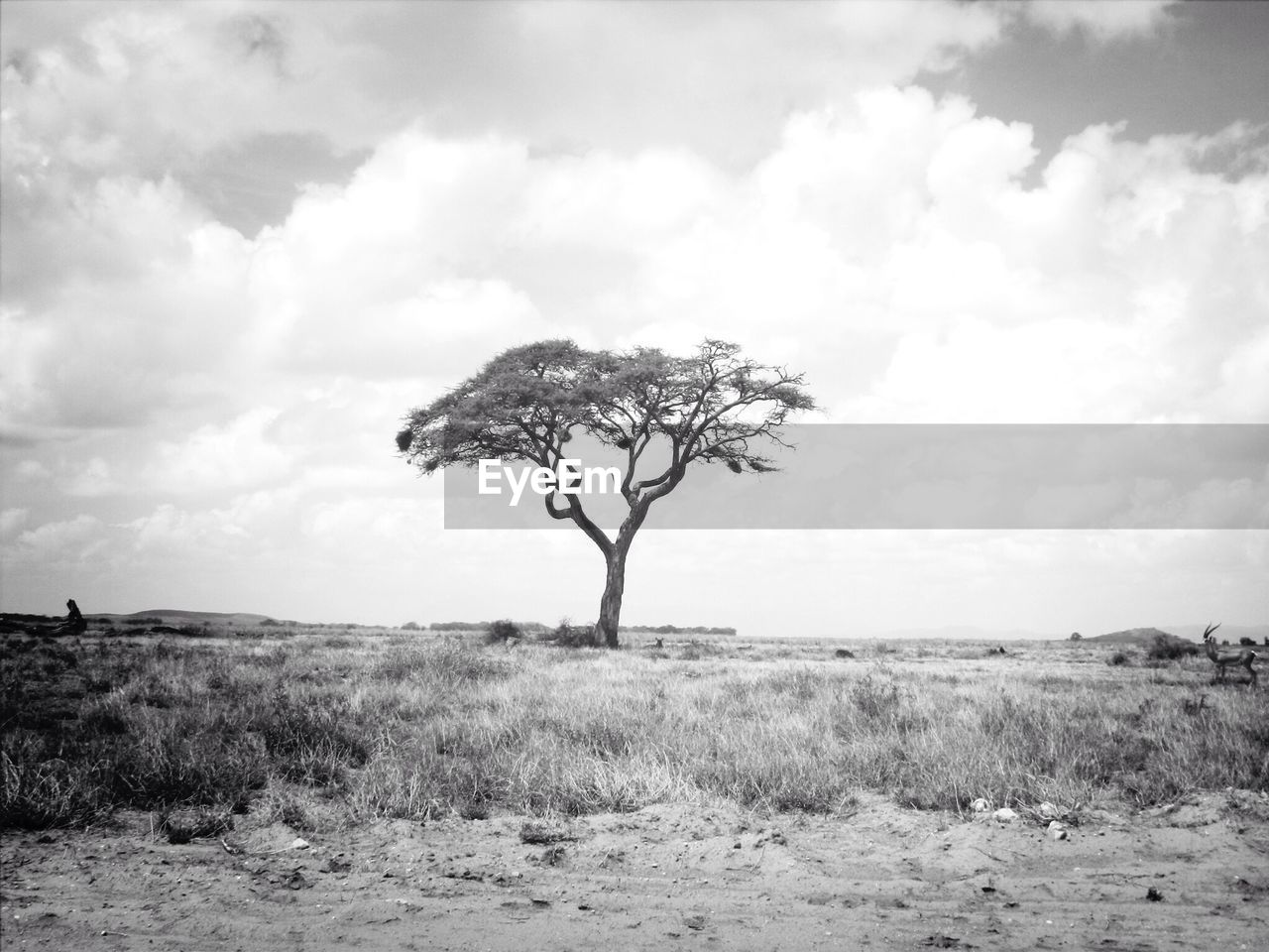 Landscape with lone tree against clouds