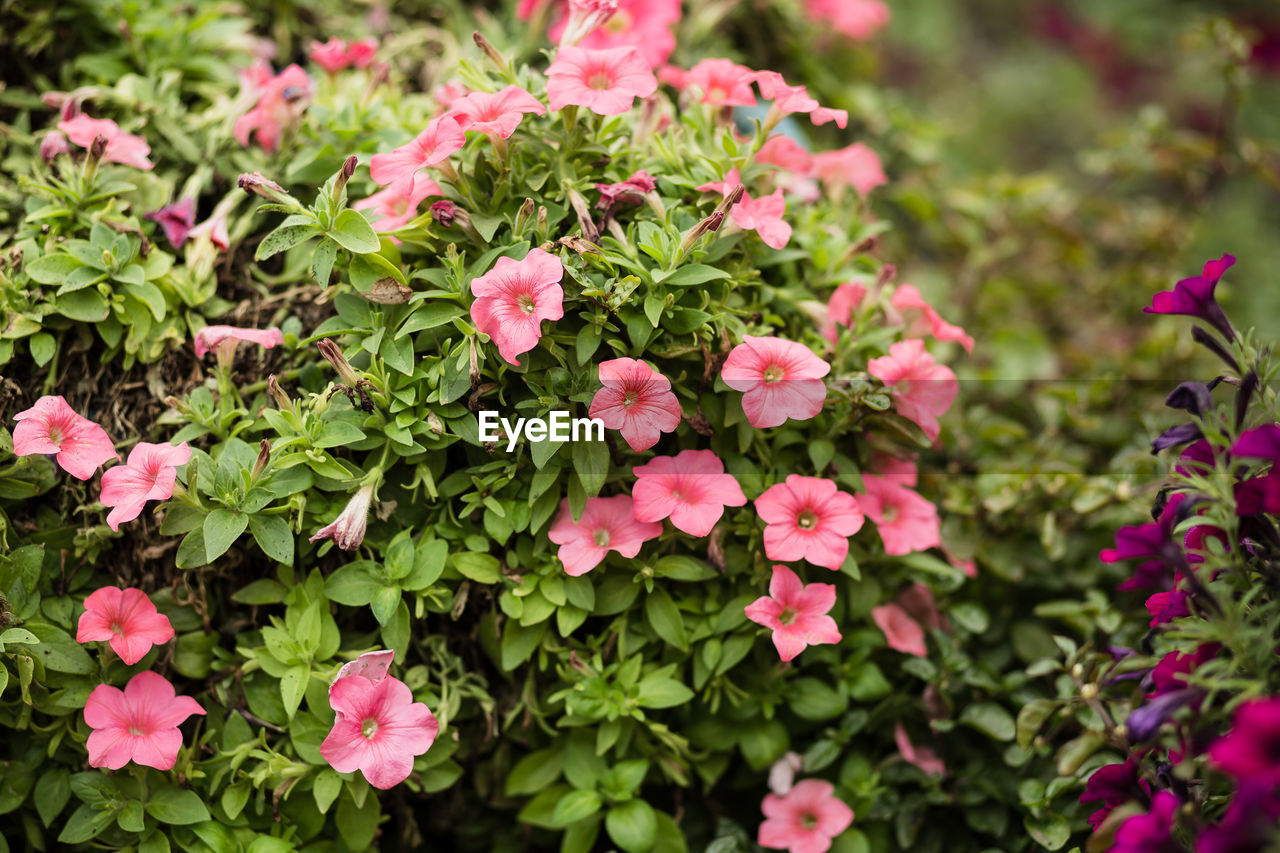 PINK FLOWERING PLANTS