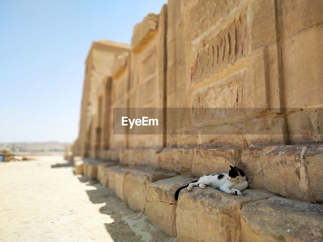 View of a cat sitting on stone wall