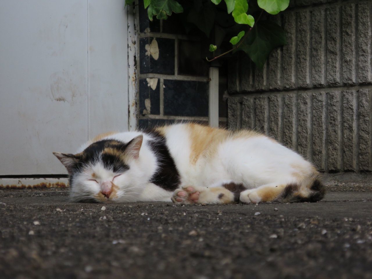 Cat sleeping outdoors
