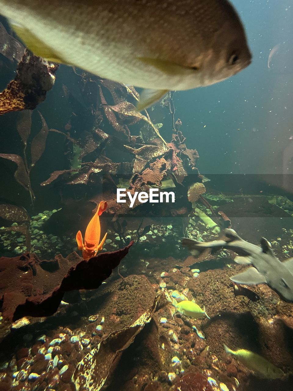 aquarium, wildlife, water, animal wildlife, animal, animal themes, sea, underwater, marine biology, nature, fish, reef, swimming, sea life, group of animals, undersea, marine, no people, outdoors, beauty in nature