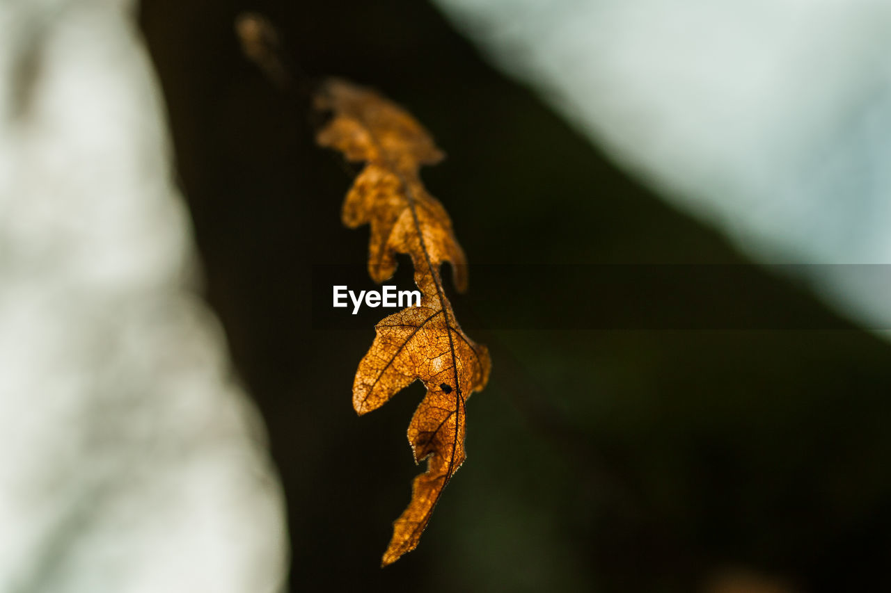 Close-up of dry maple leaf