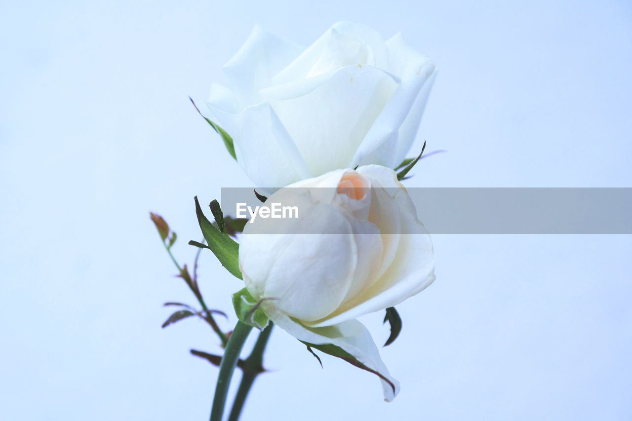 CLOSE-UP OF FRESH WHITE ROSE AGAINST BLUE BACKGROUND