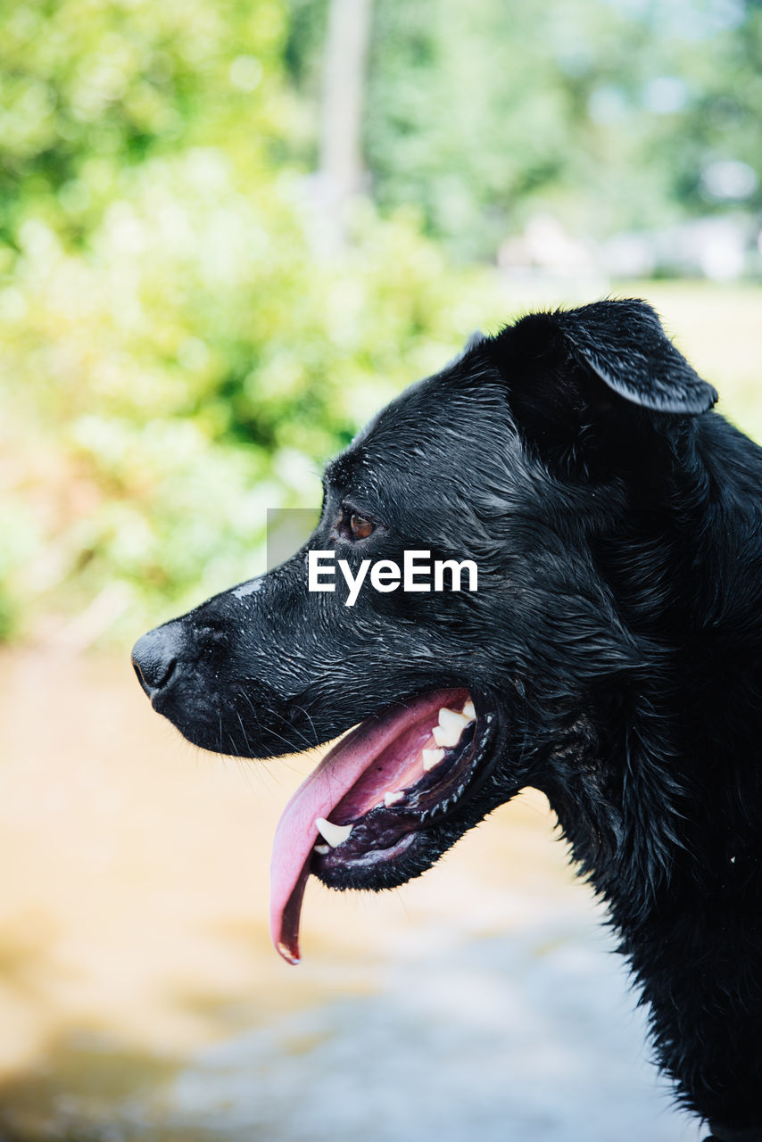 CLOSE-UP OF BLACK DOG WEARING ANIMAL HEAD