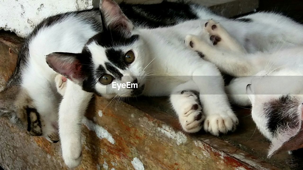 CLOSE-UP OF CAT LYING DOWN OUTDOORS