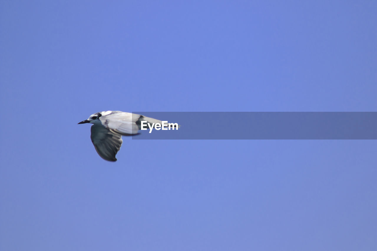 Low angle view of seagull flying in sky