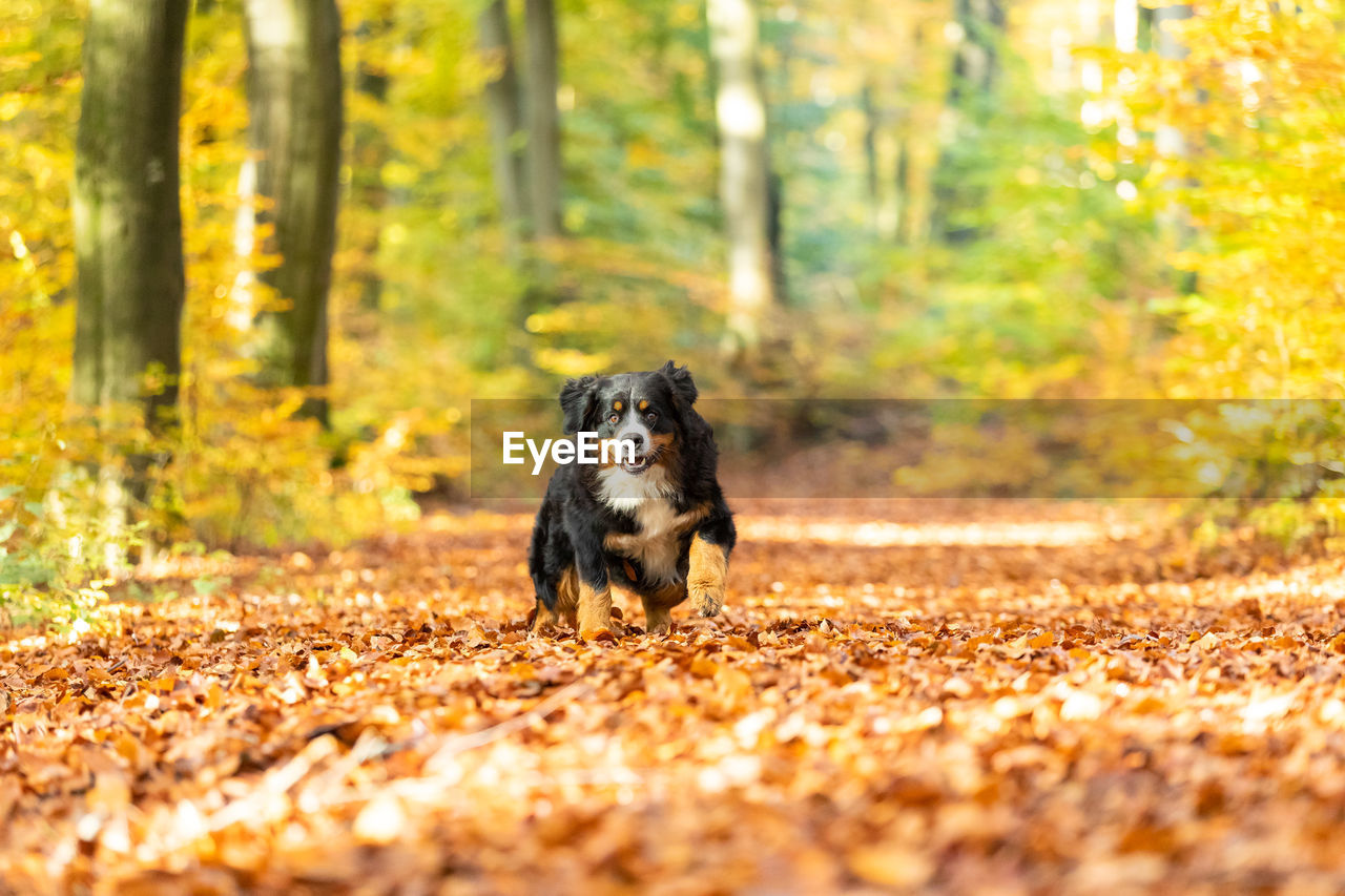 Sweet bernese mountain dog in autumn