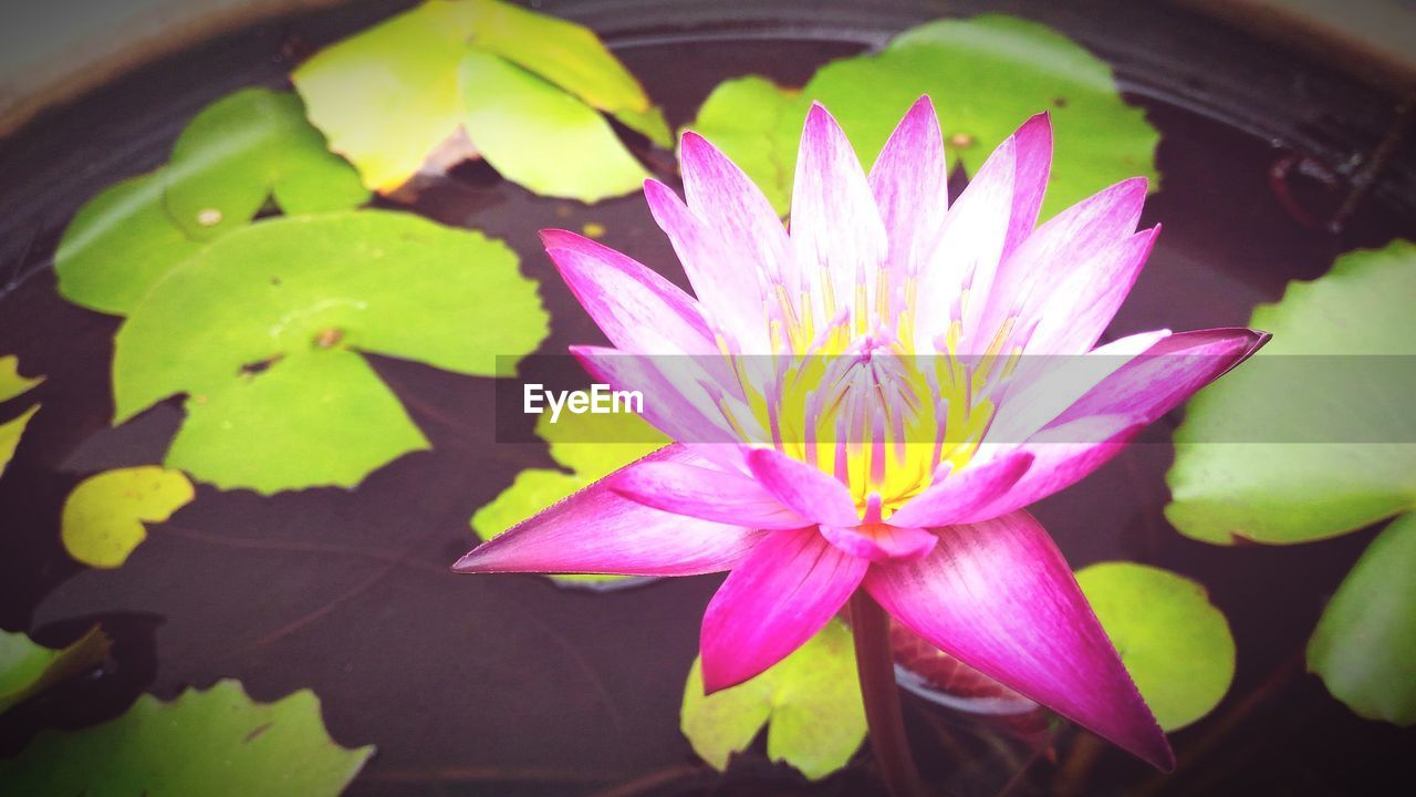 CLOSE-UP OF PINK LOTUS WATER LILY IN FLOWER POT