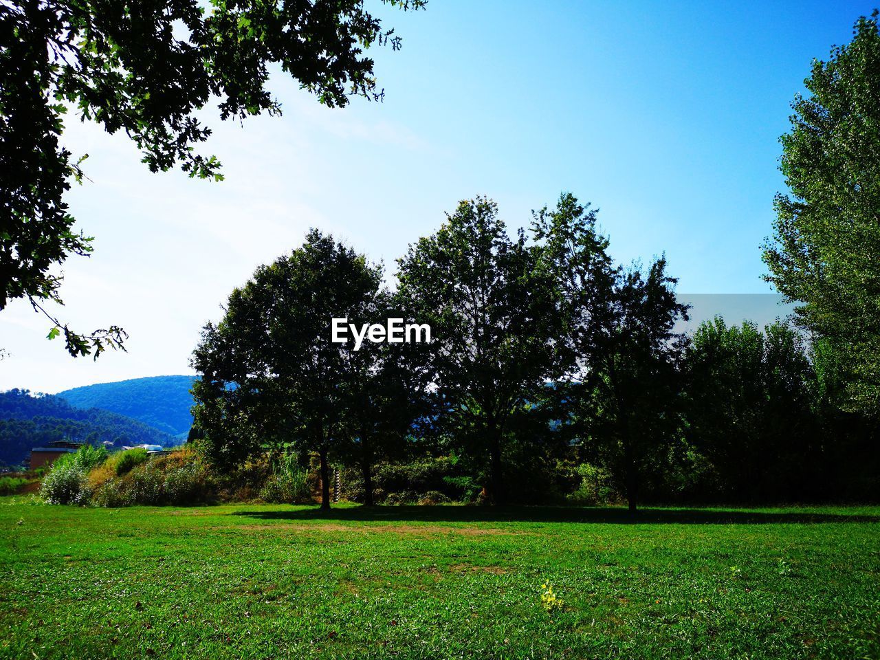 VIEW OF TREES ON FIELD AGAINST CLEAR SKY