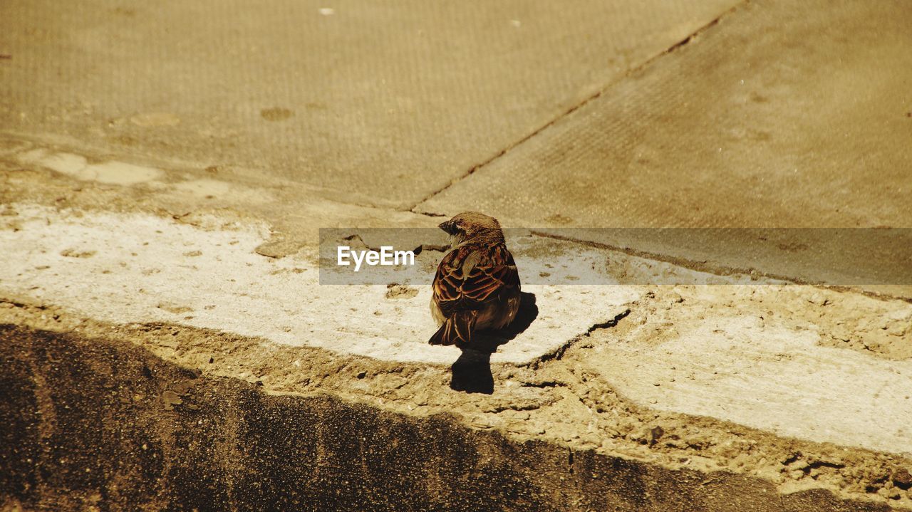 High angle view of bird on footpath