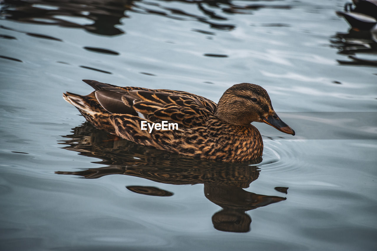 high angle view of duck swimming on lake