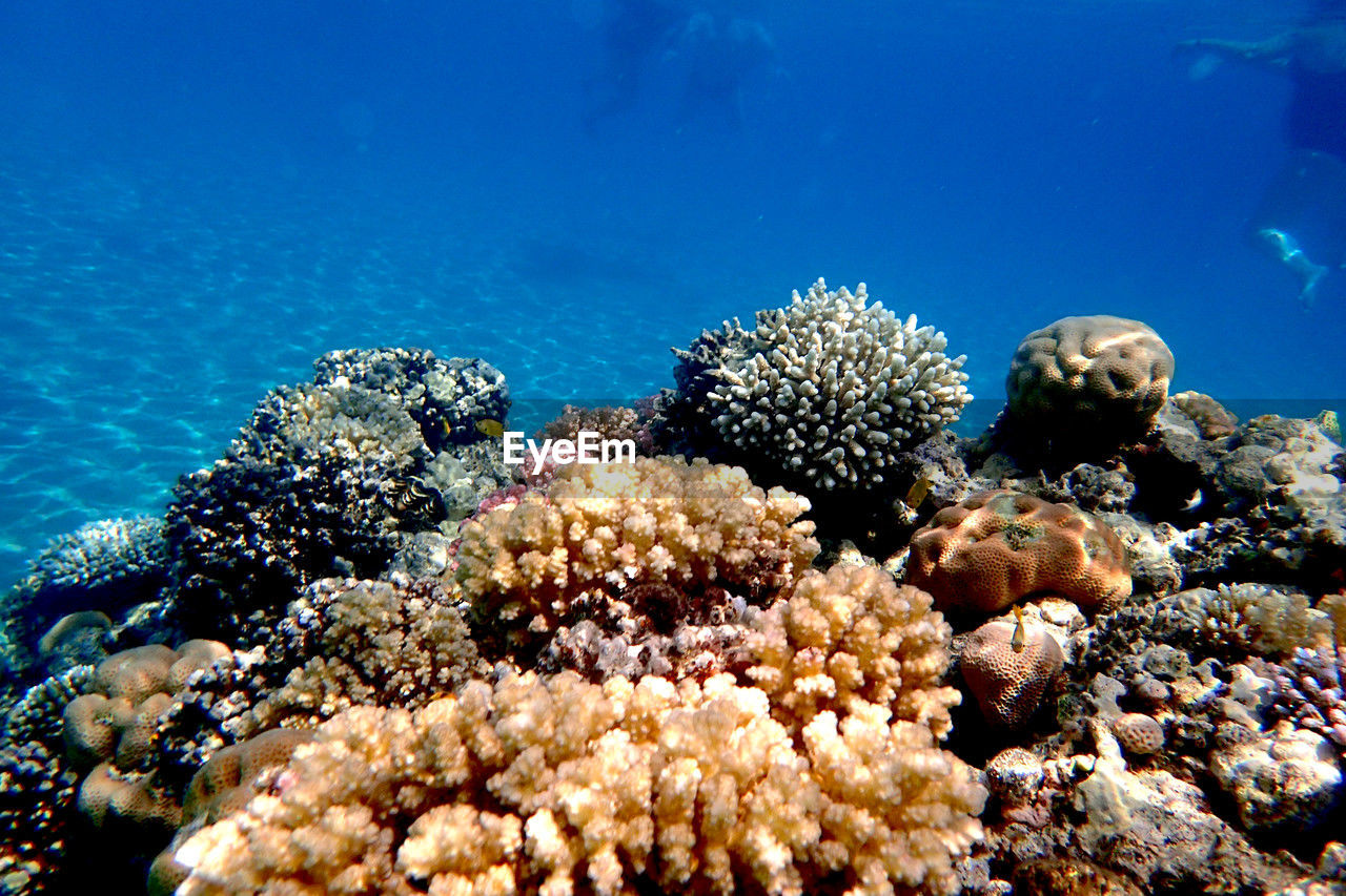 underwater, sea, undersea, sea life, coral reef, water, wildlife, animal wildlife, coral, animal, natural environment, marine, animal themes, reef, marine biology, nature, coral reef fish, fish, group of animals, aquarium, swimming, stony coral, no people, beauty in nature, large group of animals, water sports, marine invertebrates, ecosystem, blue, outdoors, sports, adventure