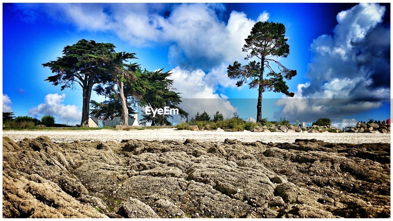 Trees on the beach