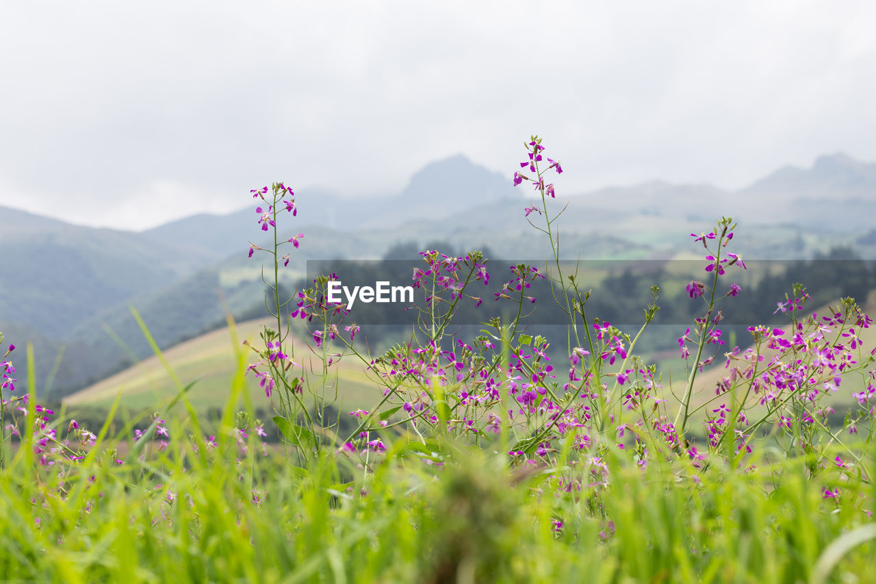 Flowers growing on field against sky